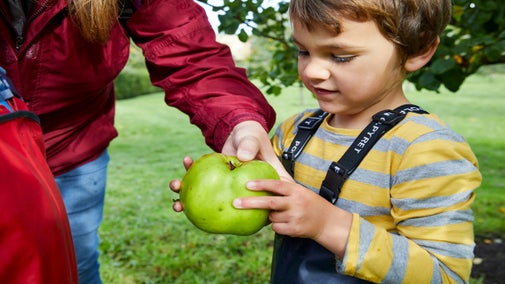 A child holds a cooking apple at Nostell Priory, West Yorkshire